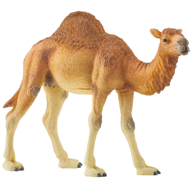 Schleich Wild Life Dromedar Spielfigur
